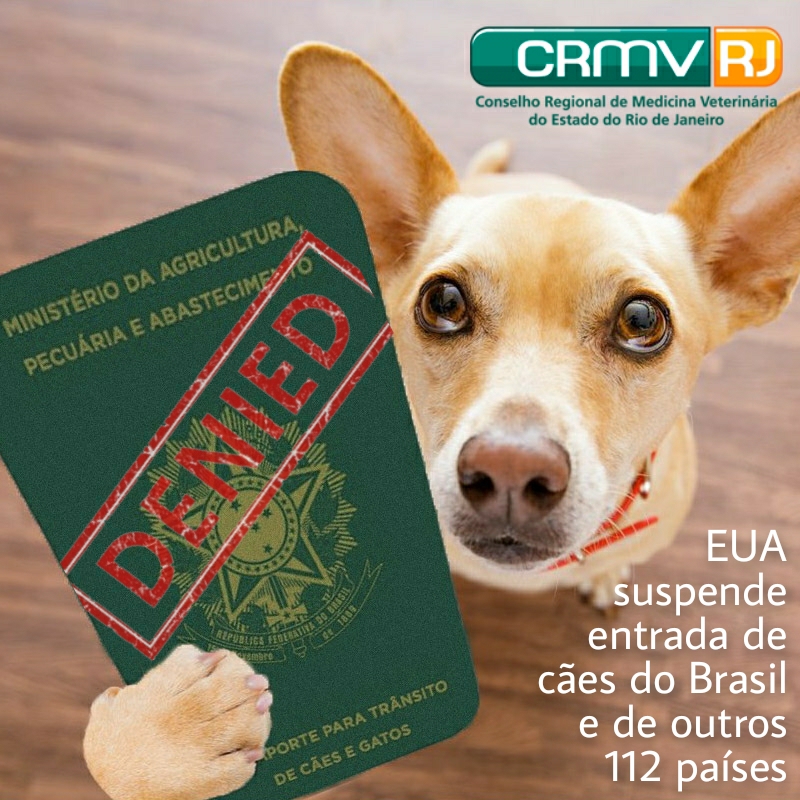 EUA suspende entrada de cães do Brasil e de outros 112 países