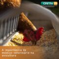 médico-veterinário na avicultura