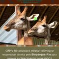 girafa bioparque