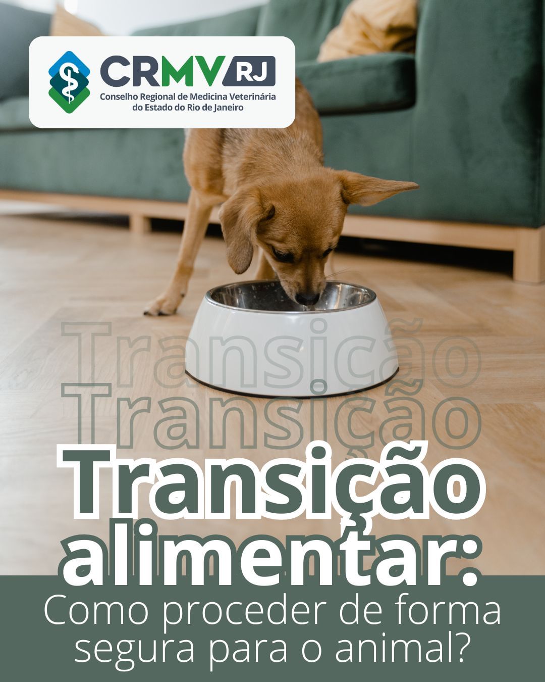 Como trocar a ração do cachorro sem causar diarreia — Quais sinais indicam que a troca não está indo bem?